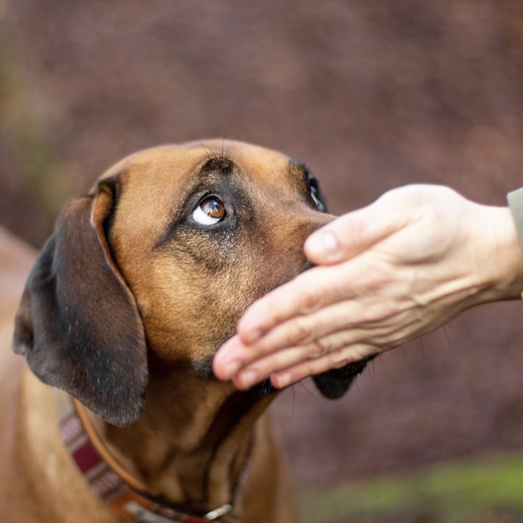 SENIORHUNDEN HVIRVELVINDEN